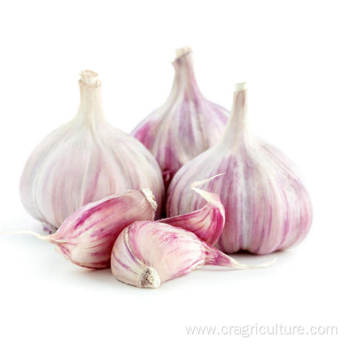 Best Sale Fresh 5.5cm Red Garlic